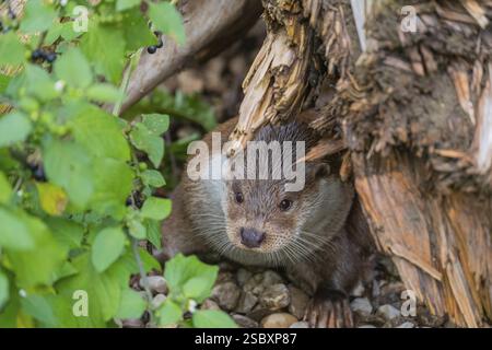 Ein eurasischer Otter (Lutra lutra), der auf den Kieselsteinen eines Flussufers unter einer Wurzel eines faulen Baumes und etwas grüner Vegetation ruht Stockfoto
