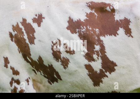 Kuhmuster. Ein holsteinfriesisches Rind weidet auf der Almweide mit Ahornbäumen, engtal, Österreich, Europa Stockfoto