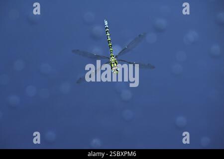 Südhawker (Aeshna cyanea), im Flug, Schweiz, Europa Stockfoto