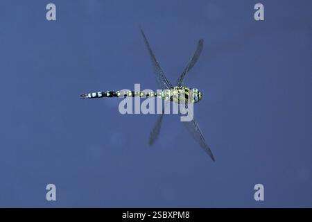 Südhawker (Aeshna cyanea), im Flug, Schweiz, Europa Stockfoto