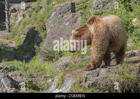 Ein eurasischer Braunbär (Ursus arctos arctos), der über eine kleine Wasserkaskade und zwischen Felsen und grüner Vegetation im süßen Abendlicht spaziert Stockfoto