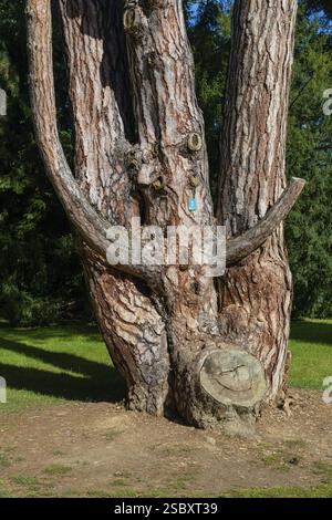 Bäume im Garten der Burg Buchlovice im Südosten Mährens, Tschechien, Europa Stockfoto