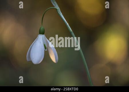 Snowdrop (Galanthus nivalis Magnet), Emsland, Niedersachsen, Deutschland, Europa Stockfoto