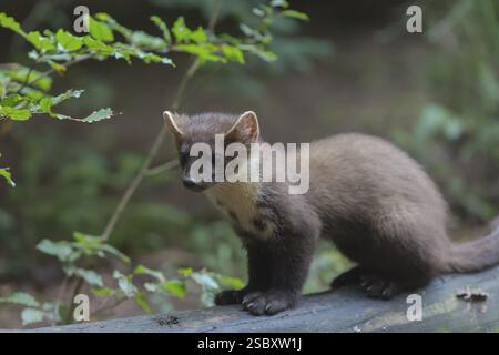 Der Baummarder oder Edelmarder (Martes martes) ist eine Raubtierart aus der Gattung der echten Marder innerhalb der Familie der Marder (Mustelidae). E Stockfoto