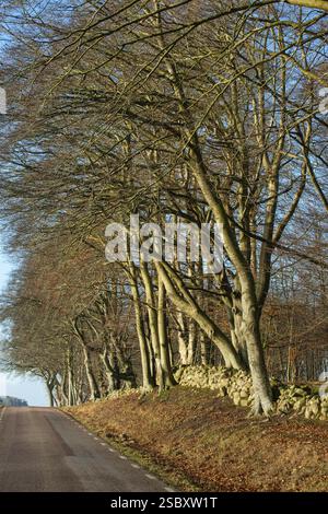Buchen entlang der Straße im Naturschutzgebiet Allskog im Winter, Gemeinde Ystad, Skane County, Schweden, Skandinavien, Europa Stockfoto