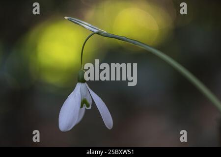 Snowdrop (Galanthus nivalis Magnet), Emsland, Niedersachsen, Deutschland, Europa Stockfoto