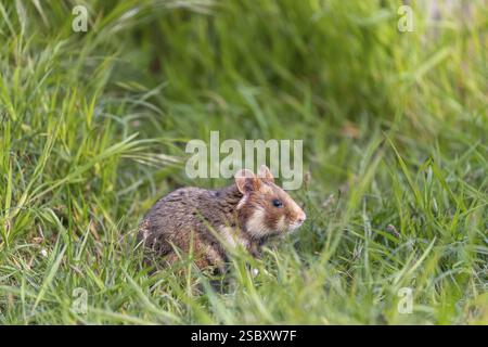 Ein europäischer Hamster (Cricetus cricetus), ein eurasischer Hamster, ein Schwarzbauchhamster oder ein gewöhnlicher Hamster, der auf frischem grünem Gras sitzt Stockfoto