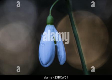 Snowdrop (Galanthus nivalis Magnet), Emsland, Niedersachsen, Deutschland, Europa Stockfoto