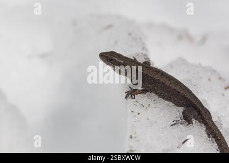 Eine lebendige Eidechse, Zootoca vivipara (früher Lacerta vivivipara), die im Frühjahr auf Schnee ruht Stockfoto