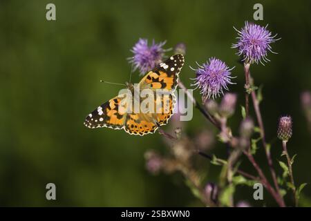 Bemalte Dame (Vanessa cardui), Schmetterling, auf einer Distelpflanze ruhend, in der frühen Morgensonne, Hessen, Deutschland, Europa Stockfoto
