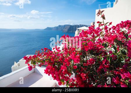 Rote Bougainvillea blüht vor weißen Fassaden und der Blick auf das Meer in der Caldera von Santorin, Ägäis, Griechenland Stockfoto