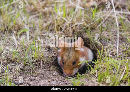 Ein europäischer Hamster (Cricetus cricetus), ein eurasischer Hamster, Schwarzbauchhamster oder gewöhnlicher Hamster verlässt seine Höhle Stockfoto