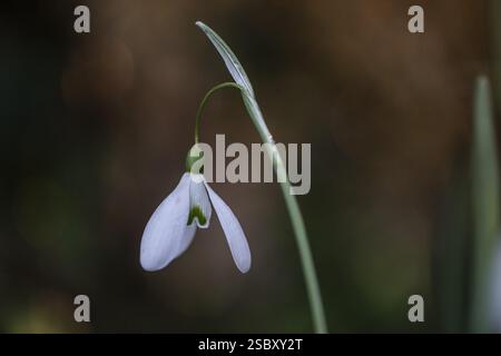 Snowdrop (Galanthus nivalis Magnet), Emsland, Niedersachsen, Deutschland, Europa Stockfoto