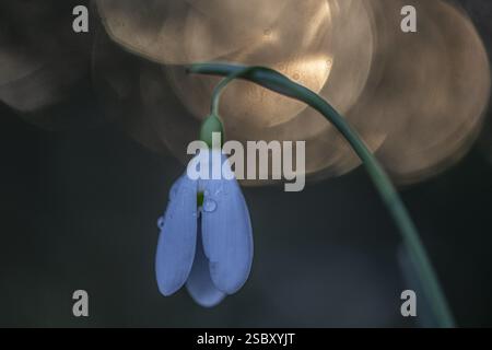 Snowdrop (Galanthus nivalis Magnet), Emsland, Niedersachsen, Deutschland, Europa Stockfoto