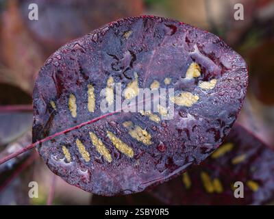 Eurasischer Rauchbaum (Cotinus coggygria), oder Perückenbusch, Regentropfen auf den Blättern, Hessen, Deutschland, Europa Stockfoto
