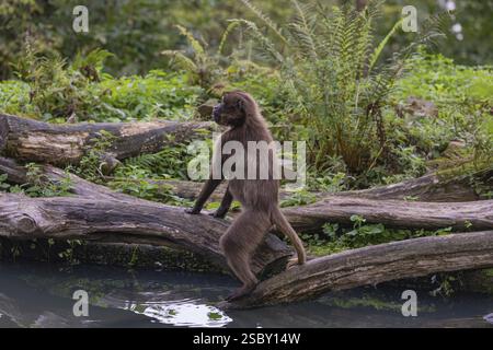 Eine weibliche Gelada (Theropithecus Gelada) oder ein blutender Affe, der hoch auf einem Baumstamm an einem kleinen Teich steht, um zu beobachten, was in der Nähe passiert Stockfoto