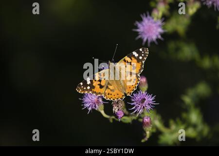 Bemalte Dame (Vanessa cardui), Schmetterling, ruht auf einer Distelpflanze, sonnt sich in der frühen Morgensonne, Hess, Deutschland, Europa Stockfoto