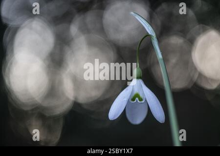 Snowdrop (Galanthus nivalis Magnet), Emsland, Niedersachsen, Deutschland, Europa Stockfoto
