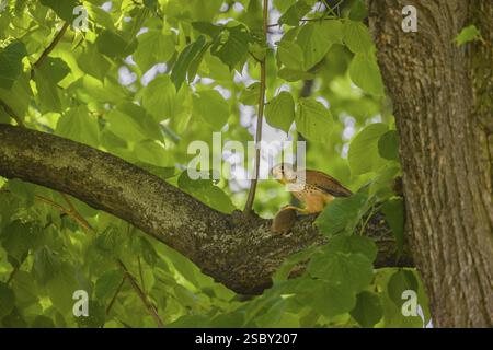 Ein gemeiner Falco tinnunculus mit seiner Beute ein Europäischer Hamster (Cricetus cricetus) sitzt auf einem Zweig eines Baumes. Der Hamster lebt noch Stockfoto