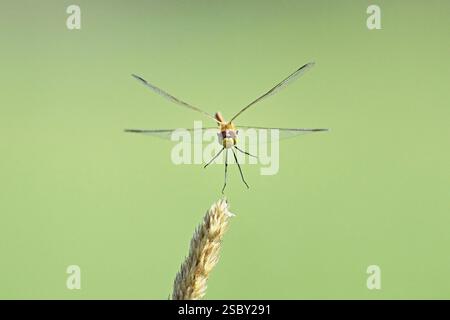 Marsh Libelle (Sympetrum depressiusculum), Weibchen, die sich einem Grasblatt nähert, Schweiz, Europa Stockfoto