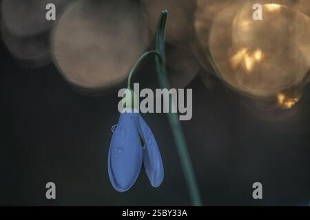 Snowdrop (Galanthus nivalis Magnet), Emsland, Niedersachsen, Deutschland, Europa Stockfoto