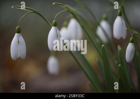 Snowdrop (Galanthus nivalis Magnet), Emsland, Niedersachsen, Deutschland, Europa Stockfoto