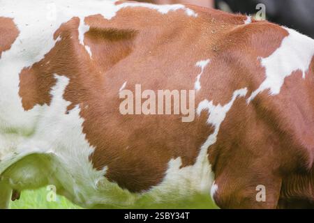 Kuhmuster. Ein holsteinfriesisches Rind weidet auf der Almweide mit Ahornbäumen, engtal, Österreich, Europa Stockfoto