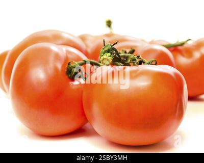 Rote Tomaten vor weißem Hintergrund Stockfoto