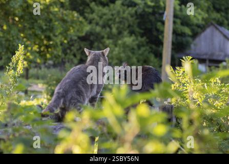 Zwei Katzen im grünen Garten, aufmerksam und interaktiv Stockfoto