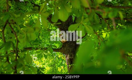 Ein verstecktes Vogelhaus aus Holz, das am Stamm eines Kastanienbaums voller grüner Blätter hängt, im Retiro Park, Madrid Stockfoto