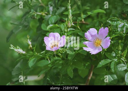 Rosa Blumen der Kletterrose - Rosa Multiflora Varna, Bulgarien, Europa Stockfoto