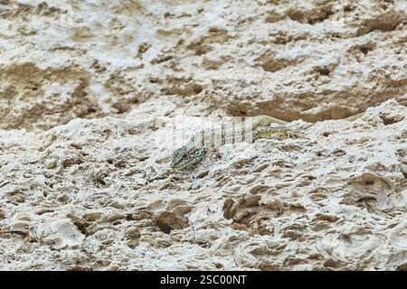 Vivipara (Lacerta Vivipara) auf dem Stein Kaliakra, Bulgarien, Europa Stockfoto