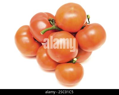 Rote Tomaten vor weißem Hintergrund Stockfoto