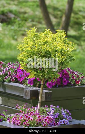 Kleiner Baum im Blumentopf Alba Iulia, Rumänien, Europa Stockfoto