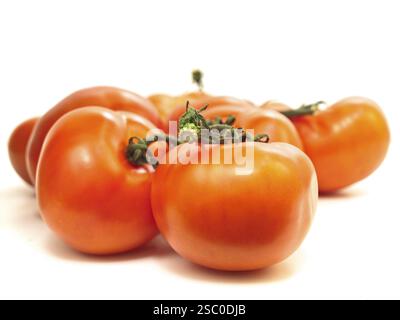 Rote Tomaten vor weißem Hintergrund Stockfoto