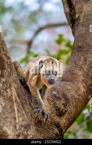Junger Brüllaffen, der in der Gabel eines großen Baumes im Pantanal sitzt Stockfoto