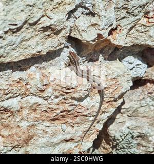 Vivipara (Lacerta Vivipara) auf dem Felsen Balchik, Bulgarien, Europa Stockfoto