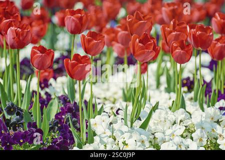 Rote Tulpen unter weißen und dunkelblauen Stiefmütterchen Varna, Bulgarien, Europa Stockfoto