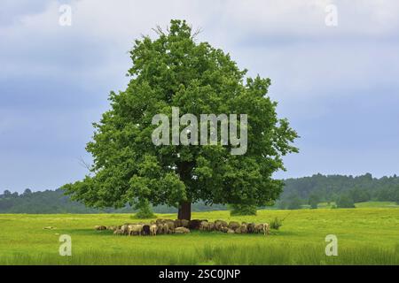 Schafherde auf einer Wiese unter einer großen Eiche Bulgarien Stockfoto