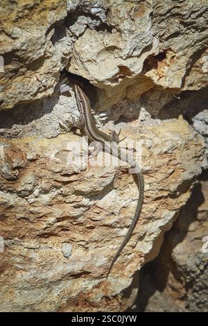 Vivipara (Lacerta Vivipara) auf dem Steinbalchik, Bulgarien, Europa Stockfoto