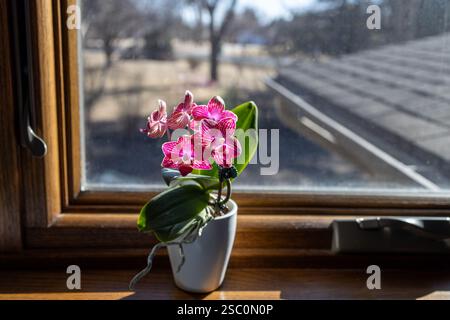 Makroaufnahme einer rosa-weißen Miniaturmottenorchidee (phalaenopsis) auf einer Fensterbank bei natürlichem Sonnenlicht Stockfoto