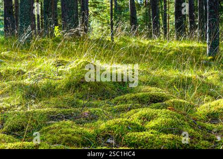 Wunderschöner Blick auf einen Kiefernwald, mit einer dicken Schicht grünen Mooses bedeckt Felsen auf dem Waldboden und etwas Sonnenlicht, das durch die Äste scheint Stockfoto