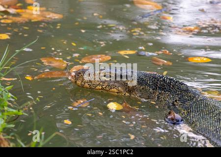 Wassermonitor schwimmt im See, Lumpini Park, Bangkok Stockfoto