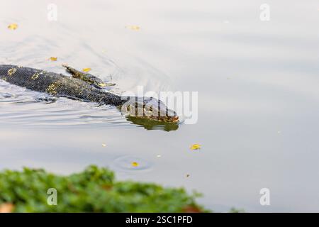 Wassermonitor schwimmt im See, Lumpini Park, Bangkok Stockfoto