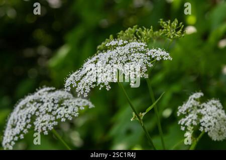 Weiße Blütenstände und grüne Blätter der Pflanze Aethusa cynapium. Stockfoto
