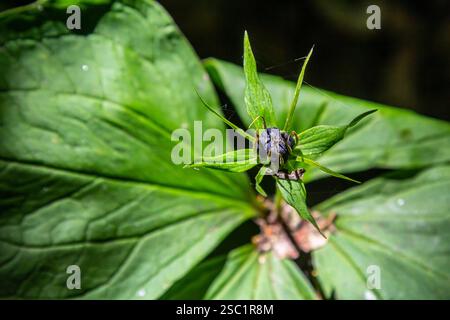 Sehr giftige Pflanze Rabenauge vierblättrige Paris quadrifolia auch bekannt, Beere oder True Lovers Knot wächst in der Wildnis in einem Wald. Stockfoto