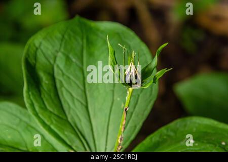 Sehr giftige Pflanze Rabenauge vierblättrige Paris quadrifolia auch bekannt, Beere oder True Lovers Knot wächst in der Wildnis in einem Wald. Stockfoto