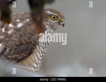 Nahporträt einer weiblichen eurasischen sparschnecke (Accipiter nisus), die im Hinterhalt für Spatzen sitzt Stockfoto