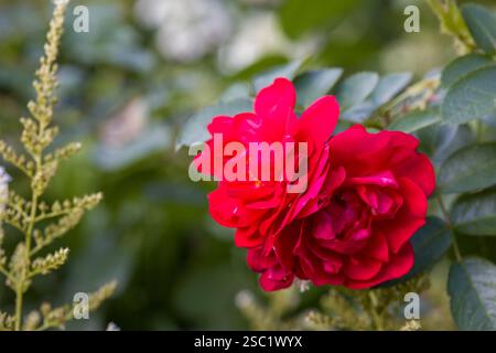 Nahaufnahme einer schönen roten Rose in voller Blüte. Samtige Blütenblätter und leuchtende Farben. Unscharfer grüner Hintergrund. Perfekt für Natur, Garten, Blumen oder rom Stockfoto