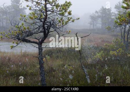 Nebelige Landschaft mit einem zarten Spinnennetz im Vordergrund. Ruhige und atmosphärische Szene mit karger Vegetation und nebeligem Hintergrund. Perfekt für Stockfoto